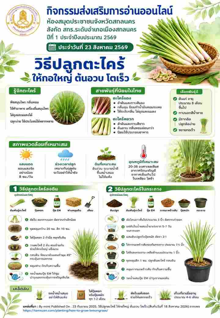 วิธีปลูกตะไคร้ ให้กอใหญ่ ต้นอวบ โตเร็ว