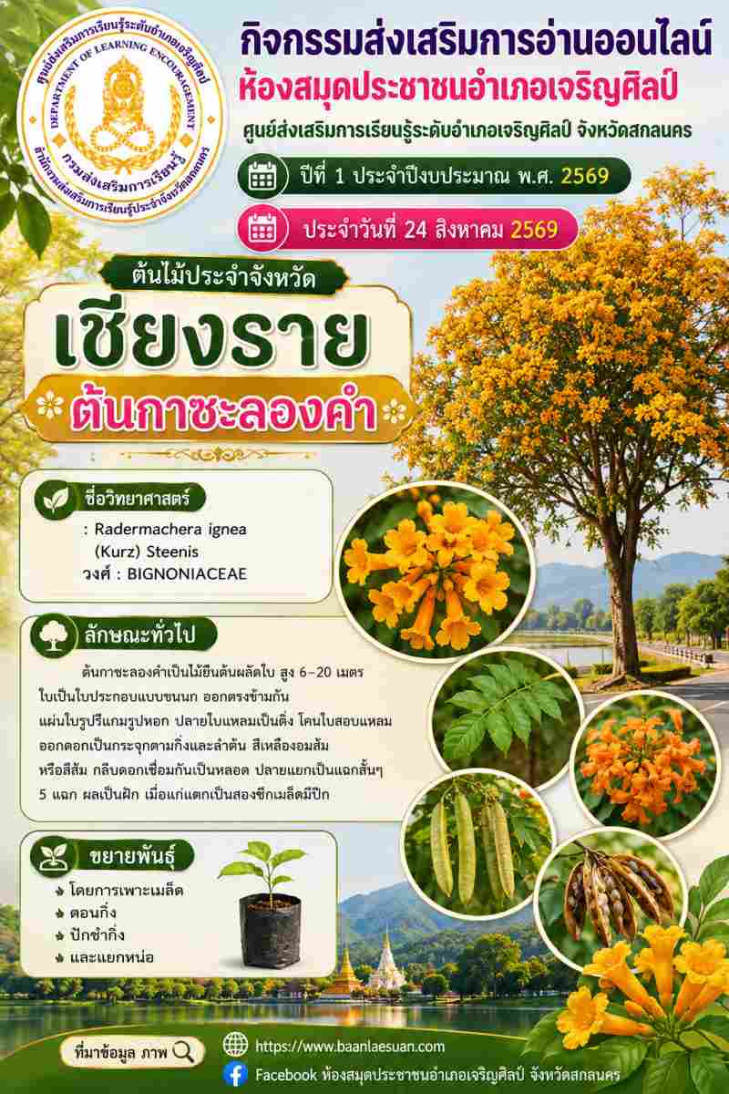 🌼 เหลืองส้มสง่างาม! ทำความรู้จัก "ต้นกาซะลองคำ" ต้นไม้ประจำจังหวัดเชียงราย 🧡✨