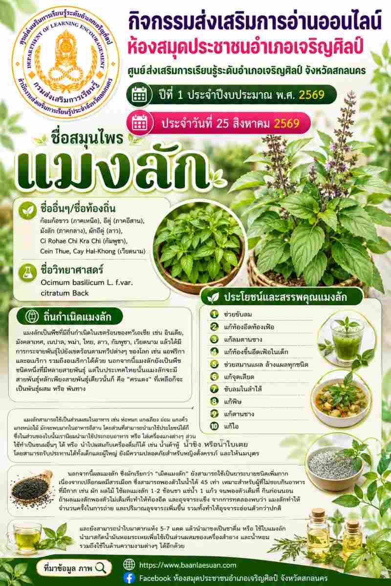🍃 สมุนไพรคู่ครัวไทย! ทำความรู้จักประโยชน์และสรรพคุณของ "แมงลัก" 🍲✨