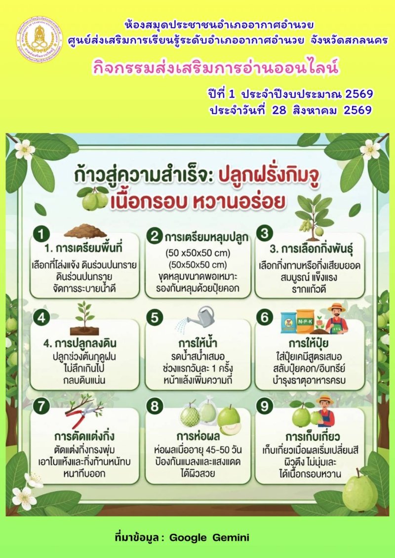 ก้าวสู่ความสำเร็จ:การปลูกฝรั่งกิมจู เนื้อกรอบ หวานอร่อย