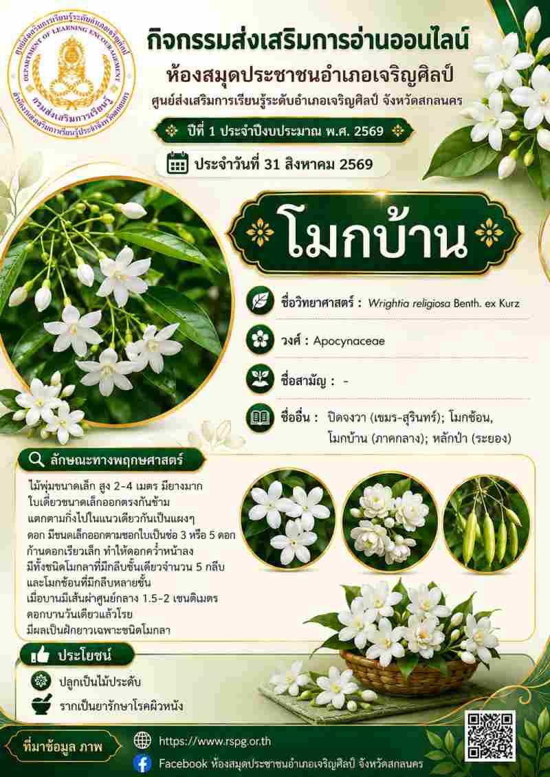 🤍 ดอกขาวบริสุทธิ์ กลิ่นหอมชวนผ่อนคลาย! ทำความรู้จัก "โมกบ้าน" ไม้มงคลและสรรพคุณทางยา 🌿✨