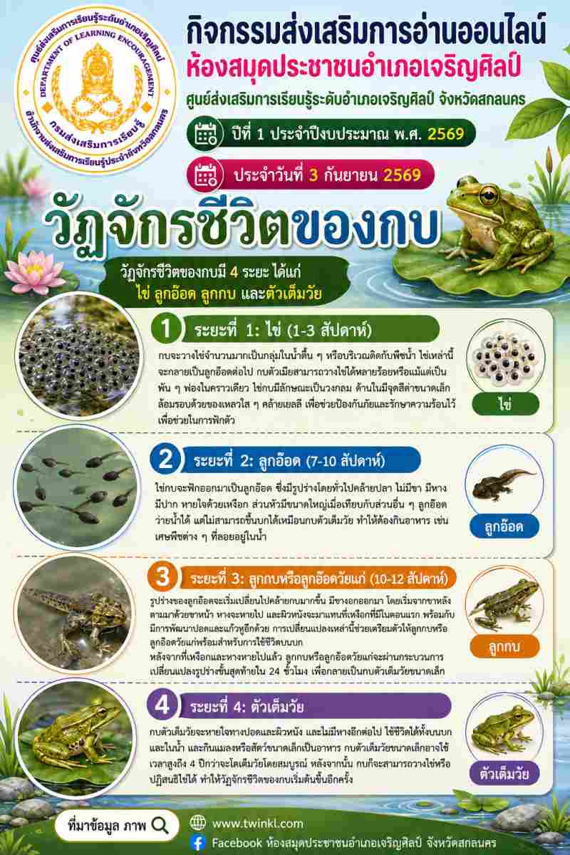 🐸 เรียนรู้ธรรมชาติใกล้ตัว! ทำความรู้จัก "วัฏจักรชีวิตของกบ" ทั้ง 4 ระยะ 💧✨