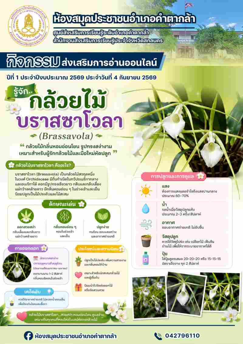 กล้วยไม้บราสซาโวลา (Brassavola)