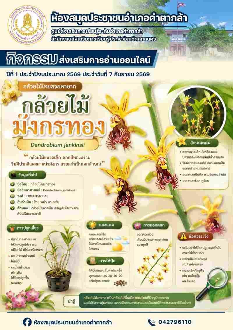 กล้วยไม้มังกรทอง