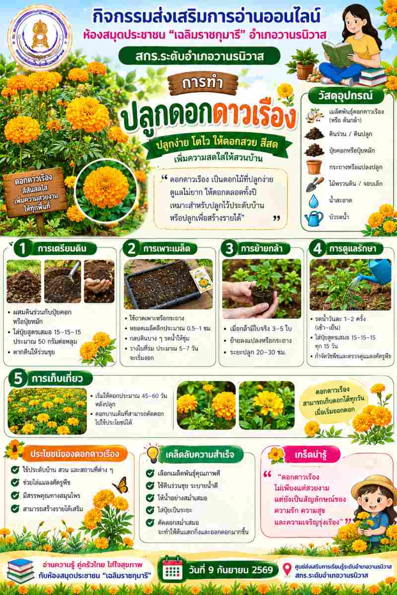 การปลูกดอกดาวเรือง