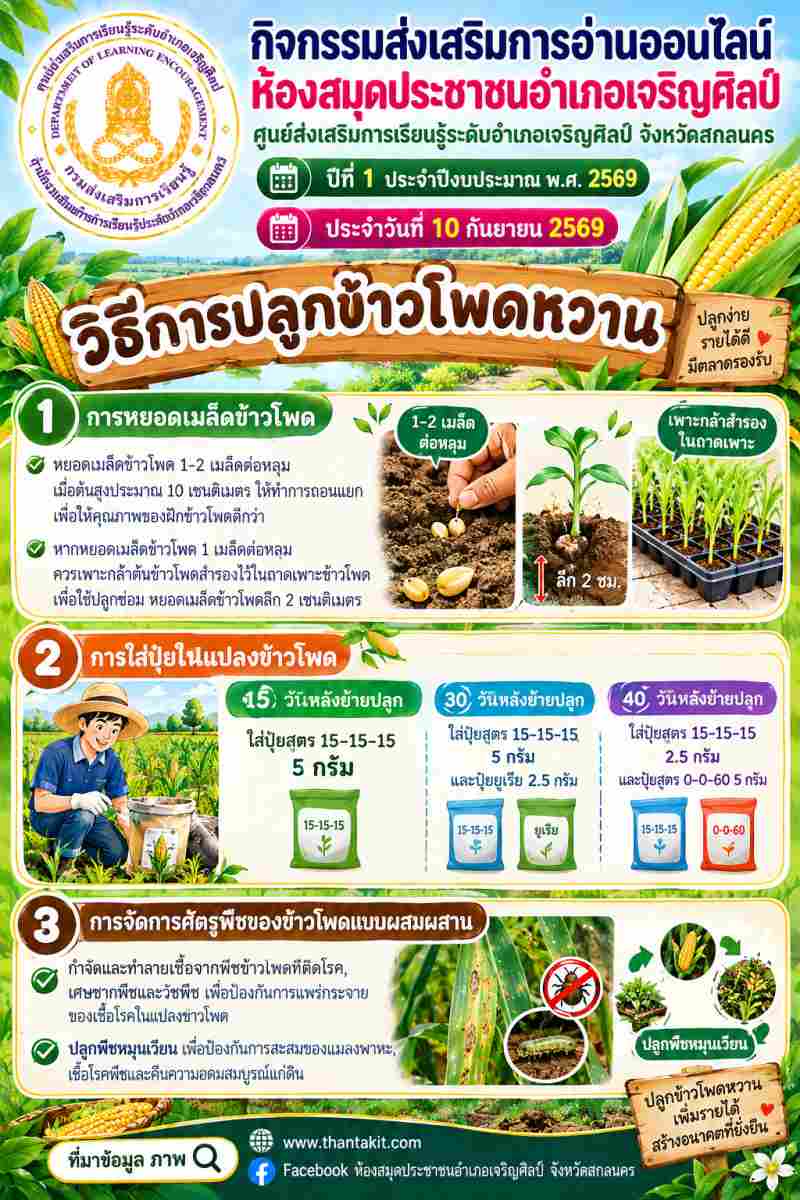🌽 ปลูกง่าย รายได้ดี มีตลาดรองรับ! เคล็ดลับ "วิธีการปลูกข้าวโพดหวาน" เพิ่มรายได้ สร้างอนาคตที่ยั่งยืน 🚜✨