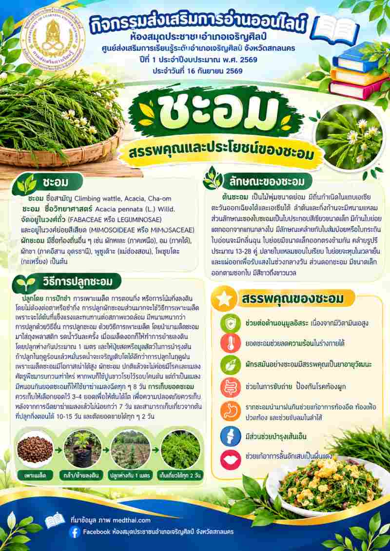 🌿 กลิ่นหอมเป็นเอกลักษณ์ ประโยชน์ล้นจาน! ทำความรู้จัก "ชะอม" ผักสวนครัวและสมุนไพรพื้นบ้าน 🍳✨