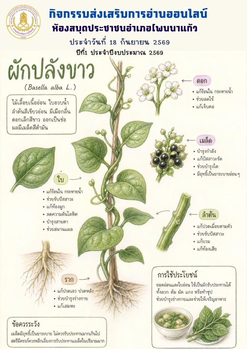 ผักปลังขาว