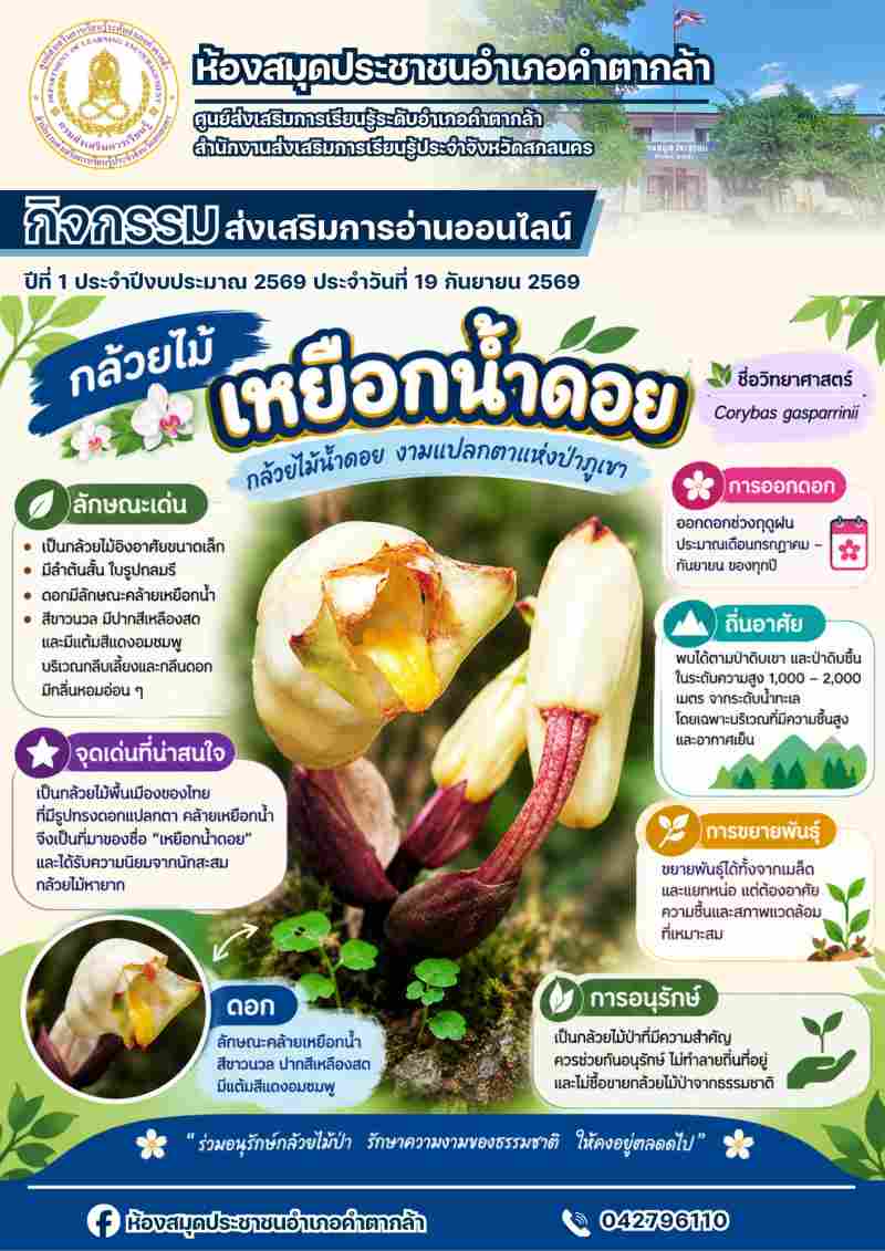 กล้วยไม้เหยือกน้ำดอย