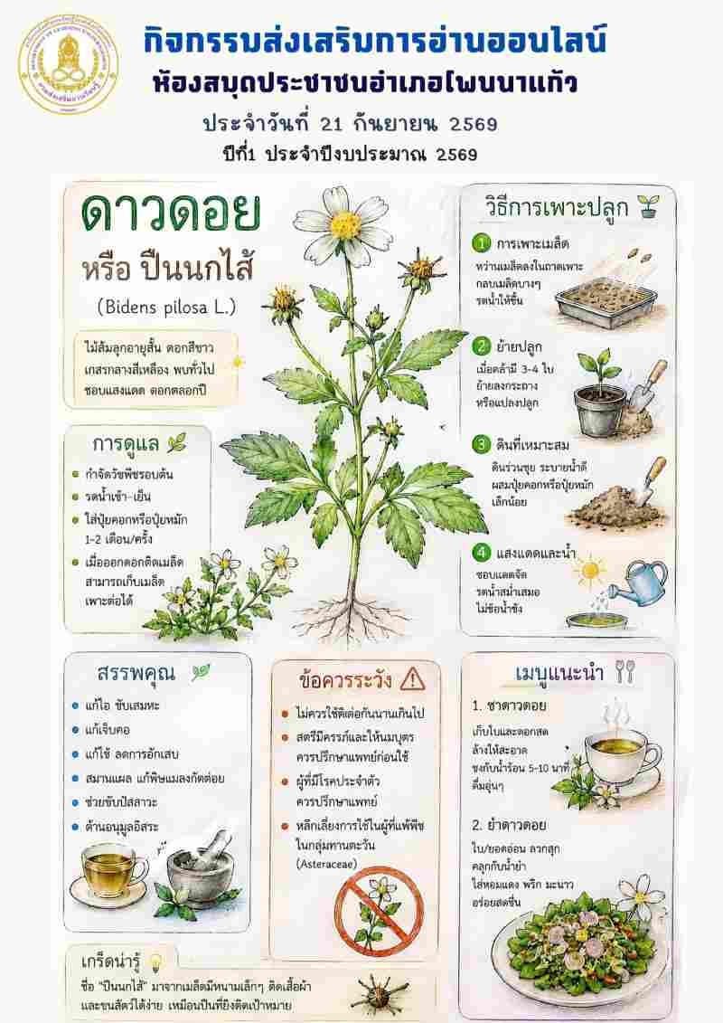ดาวดอย หรือ ปืนนกไส้