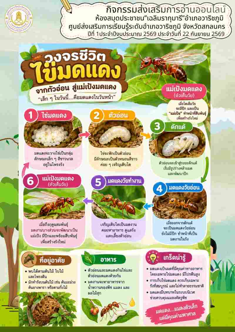 วงจรชีวิตไข่มดแดง