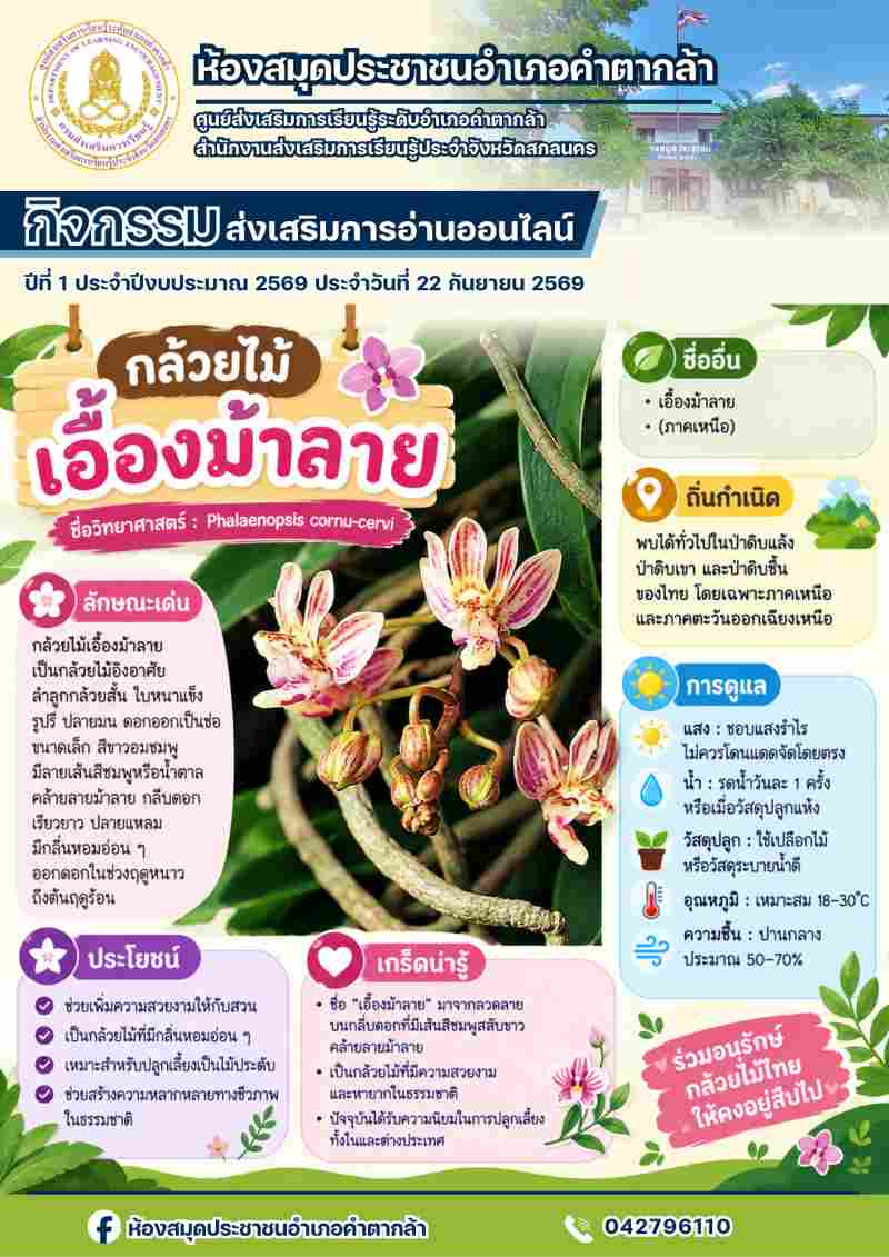 กล้วยไม้เอื้องม้าลาย