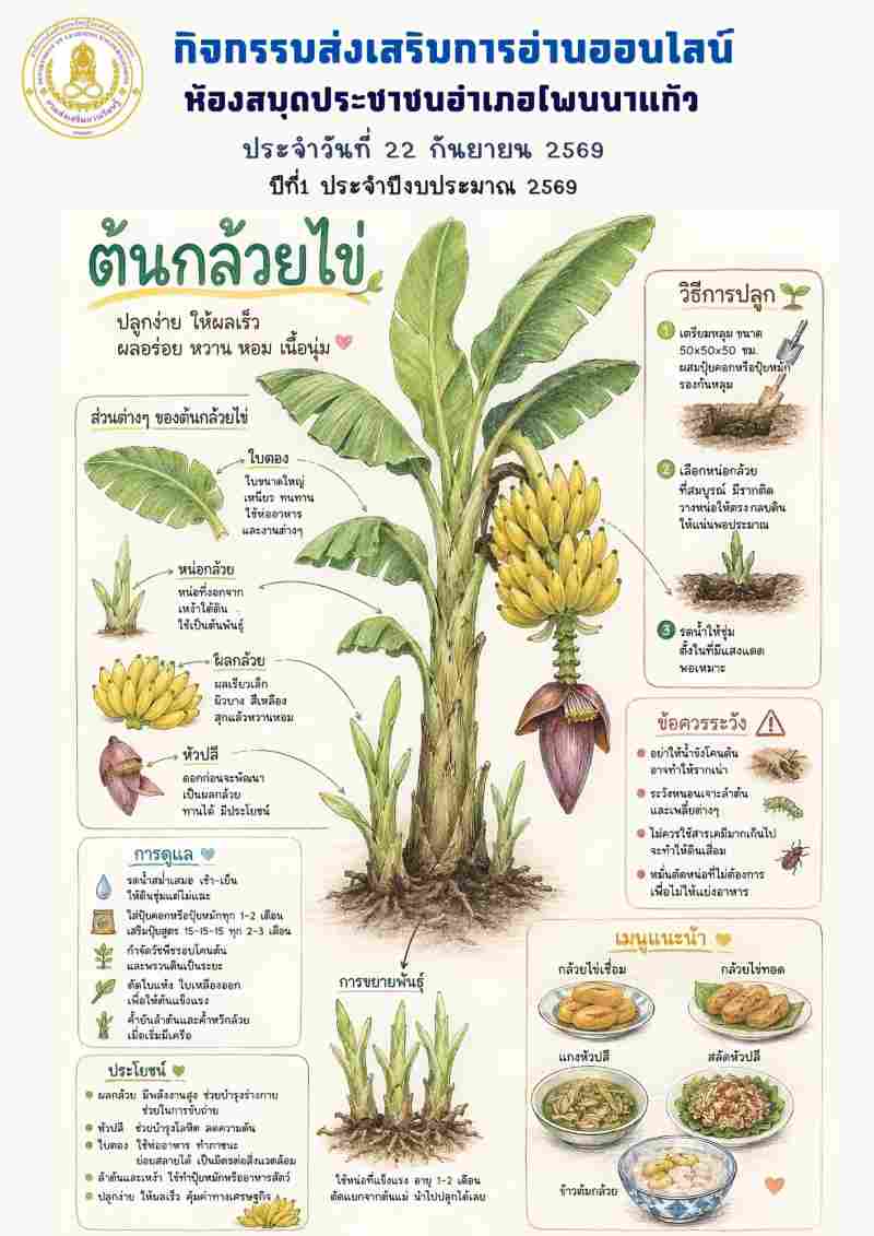 ต้นกล้วยไข่