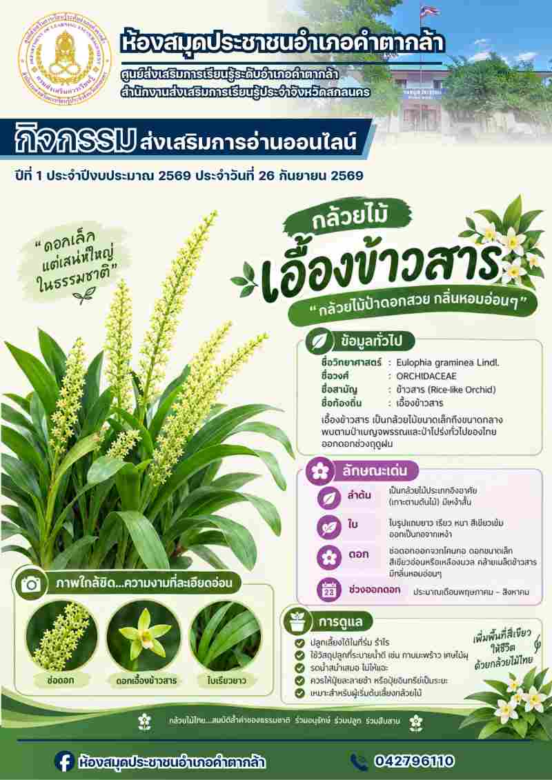 กล้วยไม้เอื้องข้าวสาร