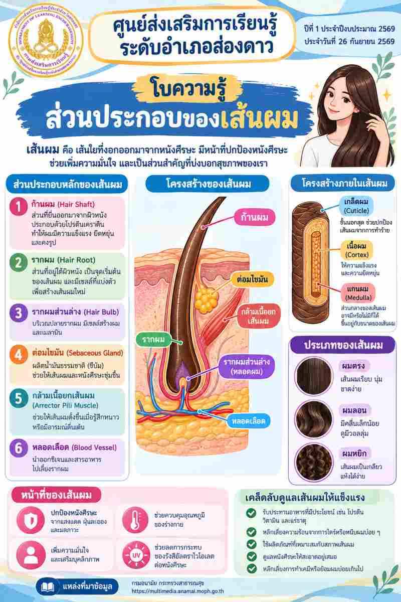 ส่วนประกอบของเส้นผม