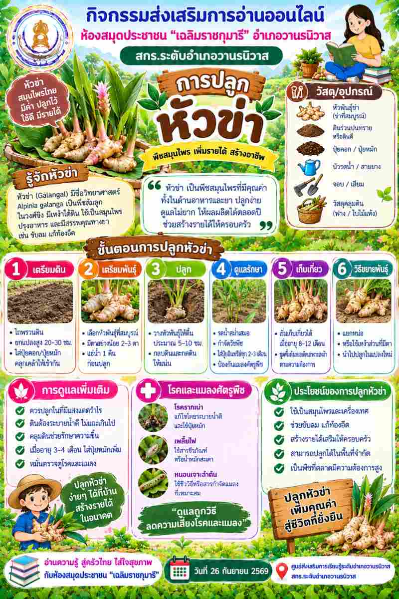 การปลูกข่า