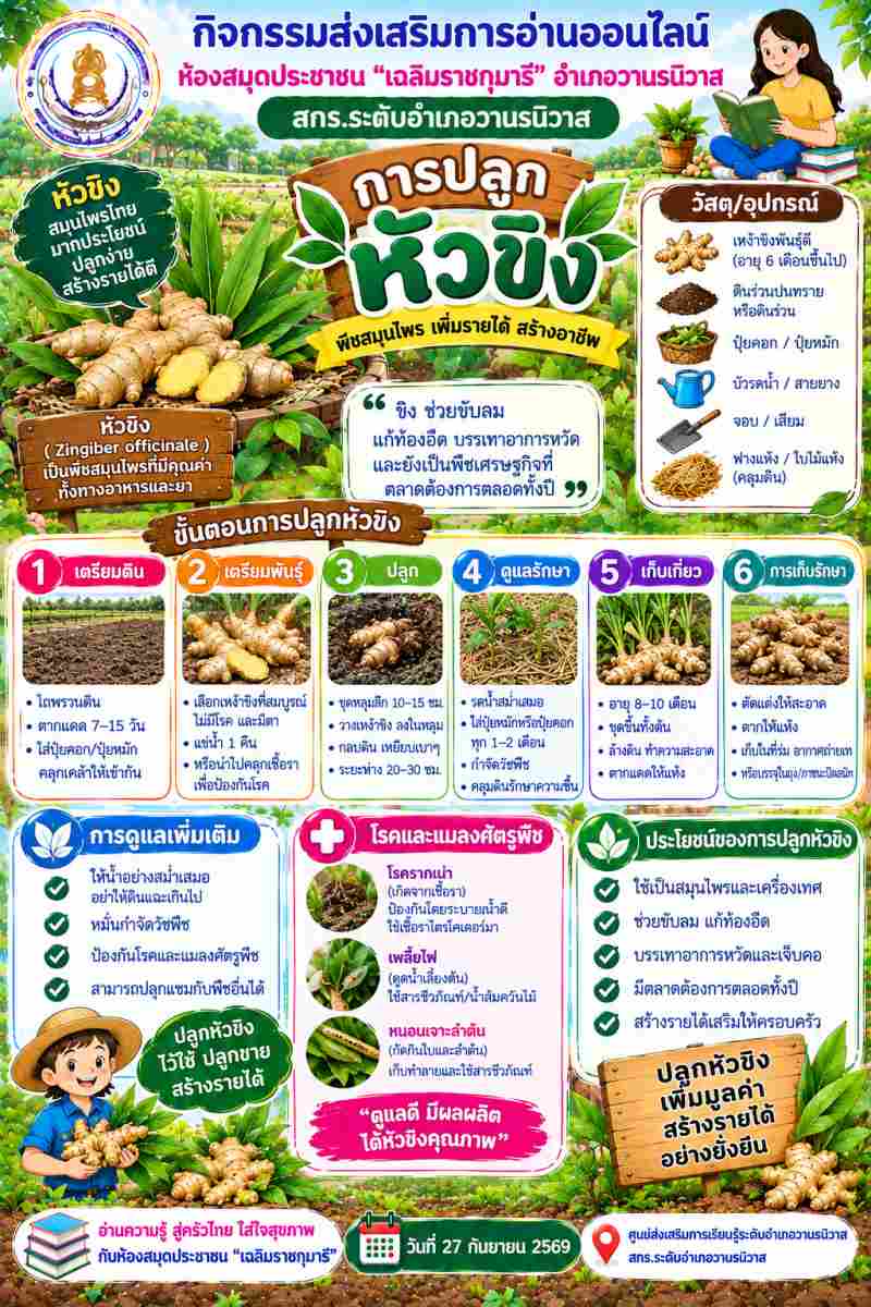 การปลูกหัวขิง