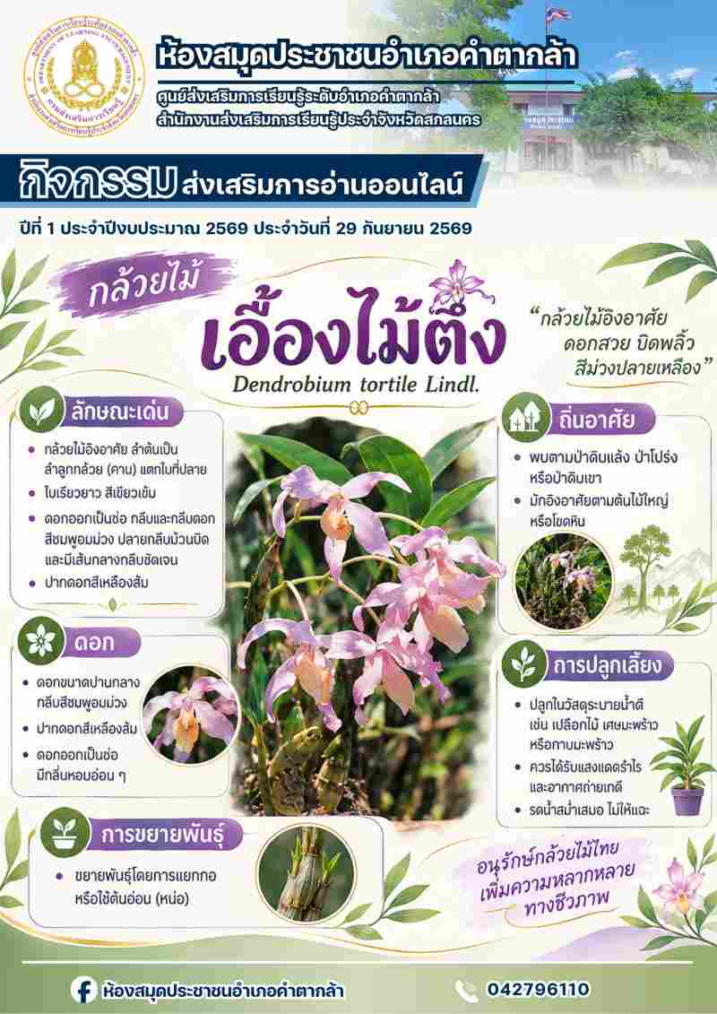 กล้วยไม้เอื้องไม้ตึง