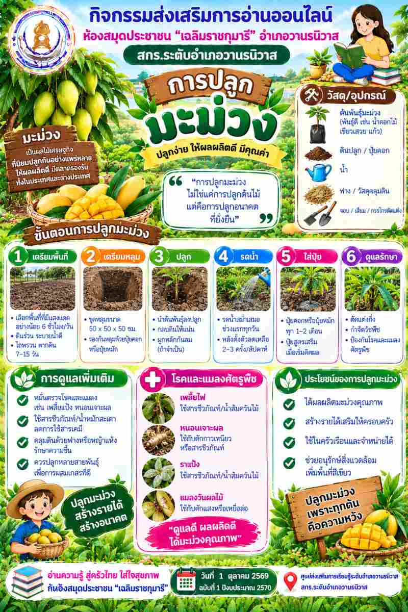 การปลูกมะม่วง🥭🥭