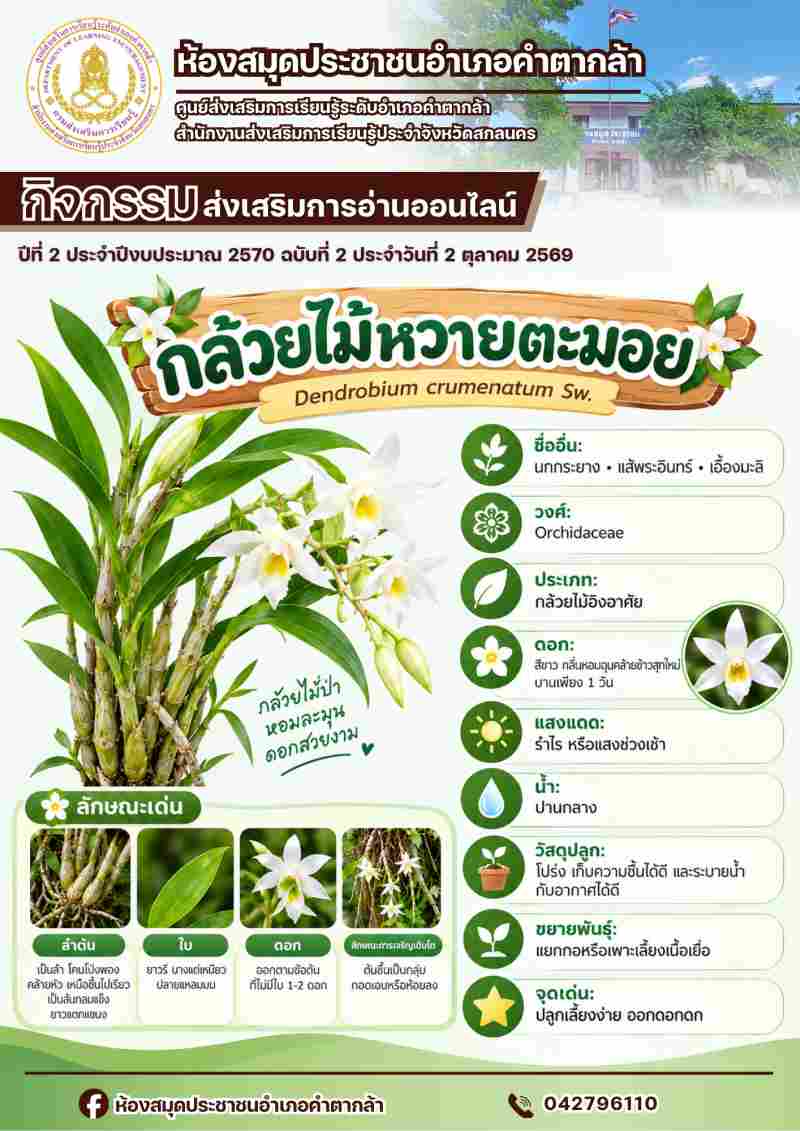 กล้วยไม้หวายตะมอย