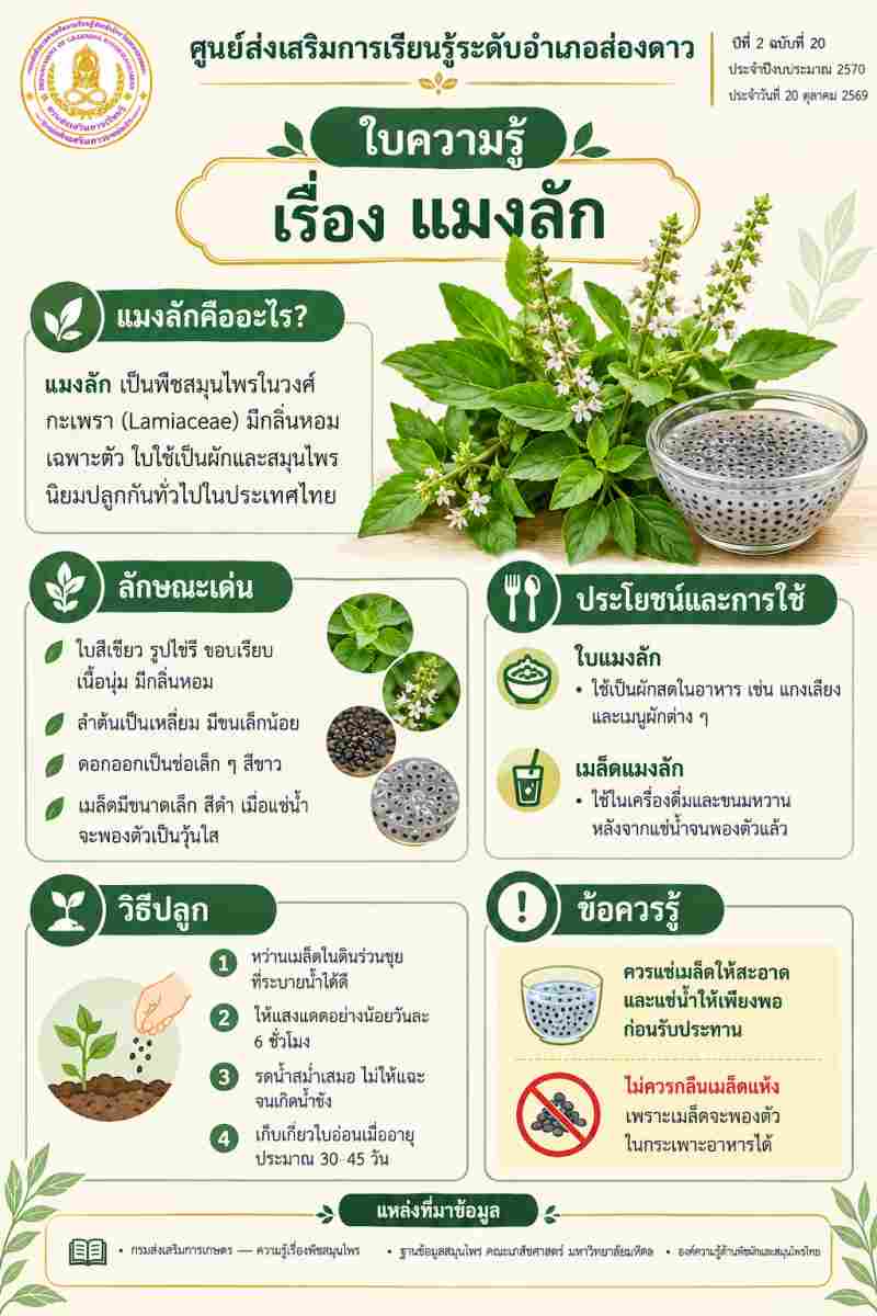 แมงลัก